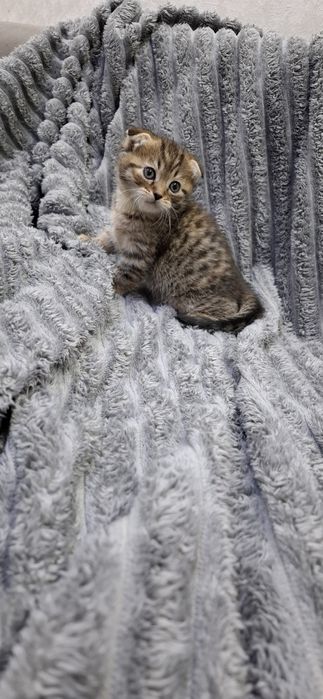 Шотландские девочки котята