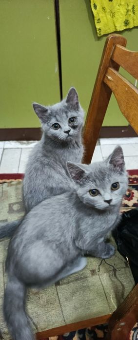 Британский скотиш