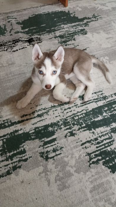 Пристраивается Хаски