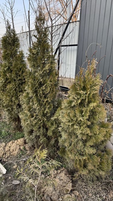 продам туя 180-190 см