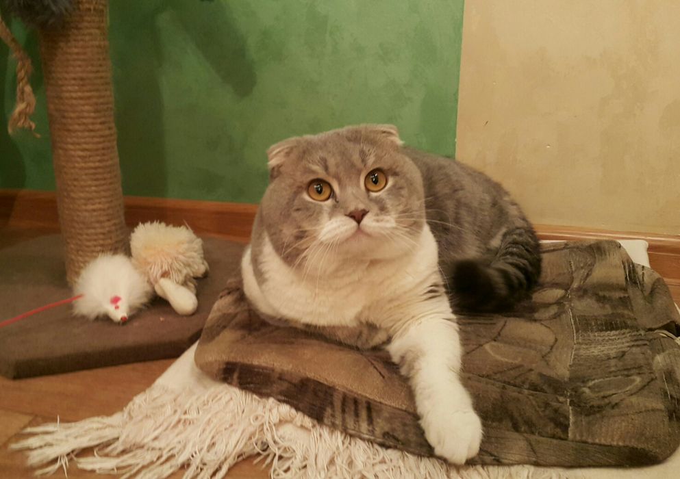 Кот с родословной  на вязку