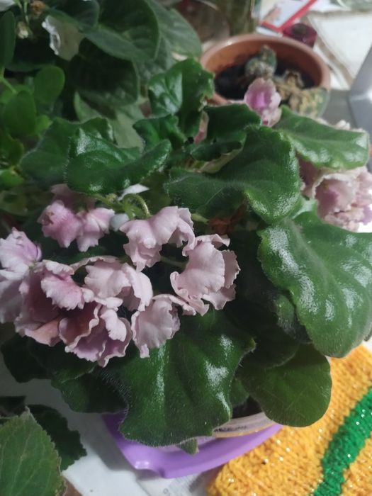 Цветы домашние. Много разных