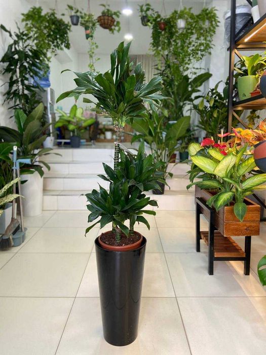 Комнатные растения для дома , ресторанов и офиса