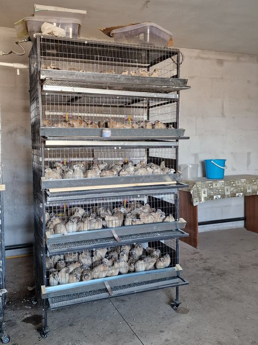 Клетка для перепел