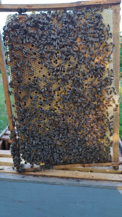 Matci Carpatine-2026-(se emite documente PNS)