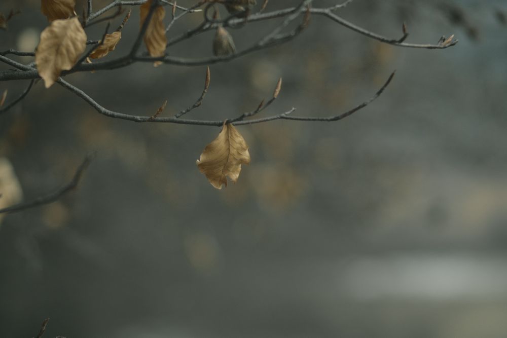 Obiective m42, aparate foto SLR, filtre foto Nikon, Canon, Sony