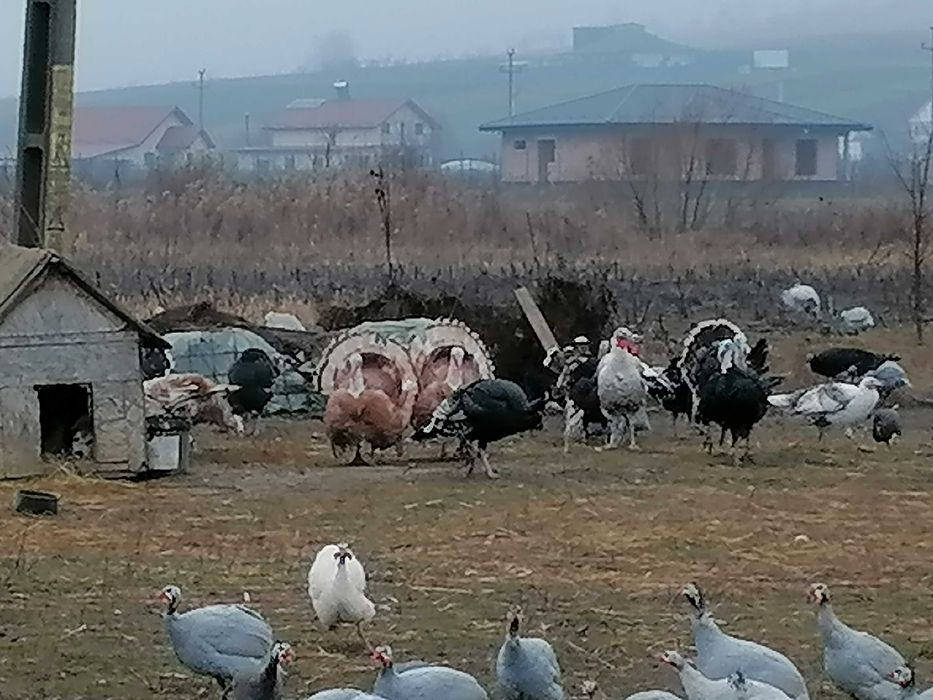 Rațe, diferite feluri, gâște, bibilici de vânzare. Iași