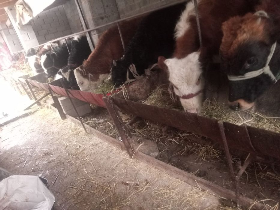 Бүқалар сатылады