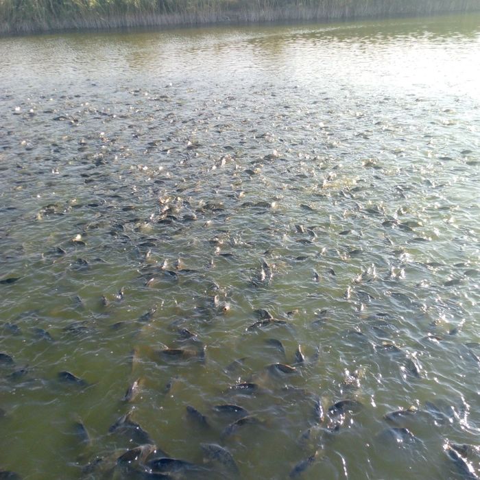 Экструдер корм для рыбы,Балик озука, чокмас Балик йем