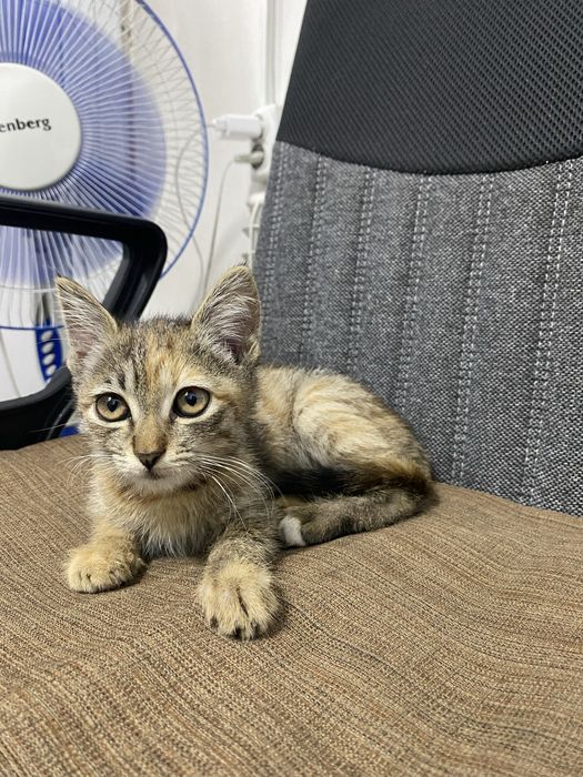 Котенок девочка стерелизуем