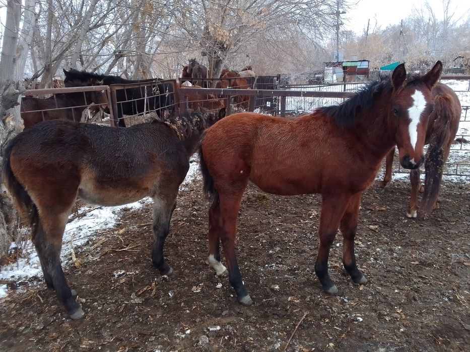 Продам кобылу 7 лет с жеребёнком
