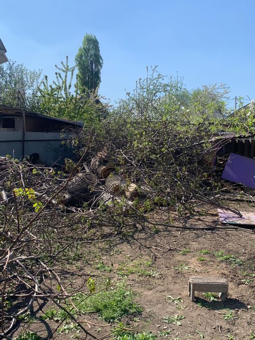 Дерево орех на дрова