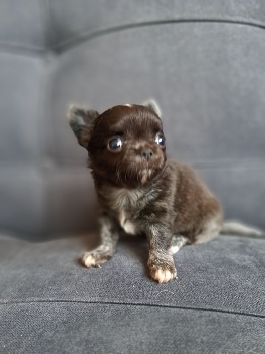 Продам мини Чихуахуа