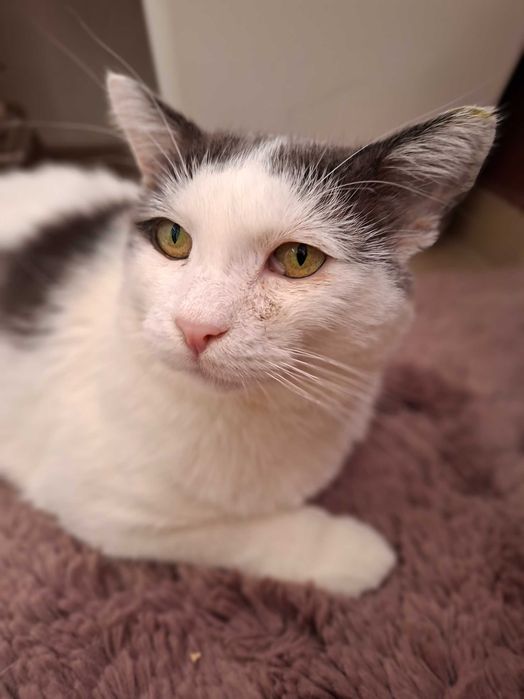 Adoptie motan castrat Martafoi