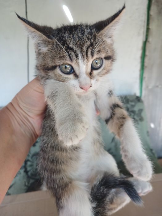 Отдам котят. Бесплатно