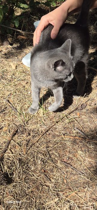 Котенца за отглеждане