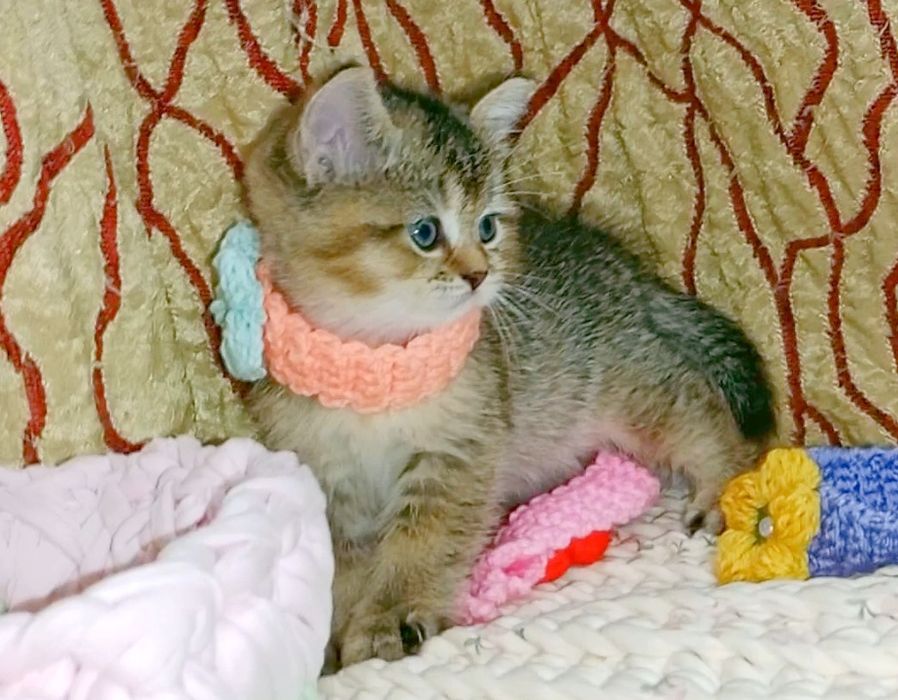 Роскошная Девочка золотая Шиншила