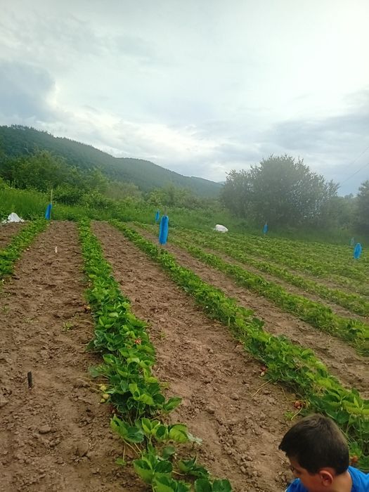 Продавам добре вкоренен разсад корени със уникална корено ва система