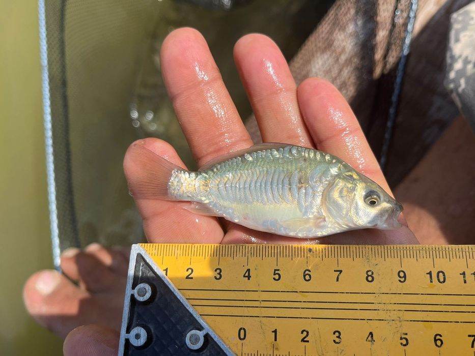 Сеголетки зеркального карпа