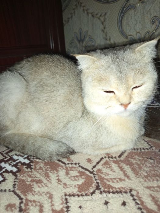 Mushu sotiladi qiz