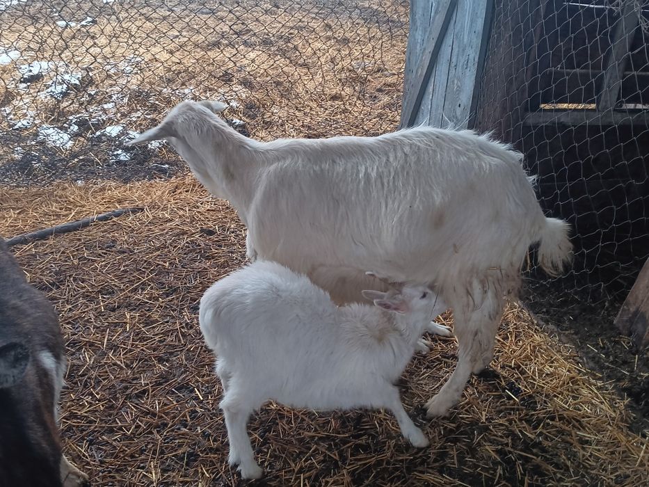 Iezi de 2 luni de vanzare