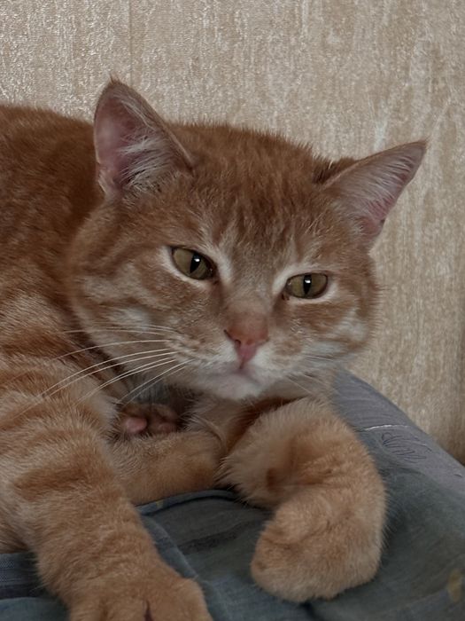 Кот по кличке Рыжик