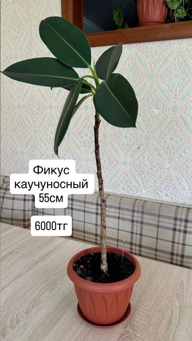 Комнатные растения цветы