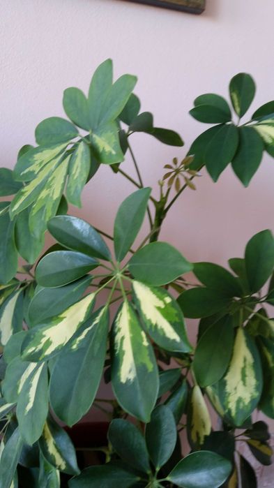 Две разкошни шарени шефлери и два бенджамина