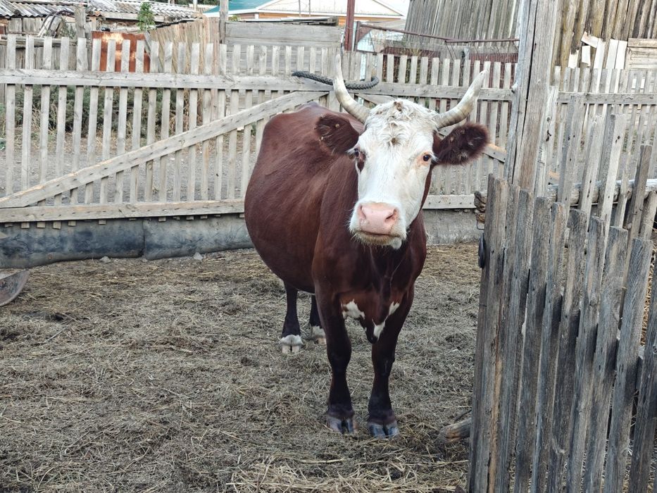 Продам корову КРС в с.Урумкай