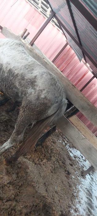 Лошади откормленные