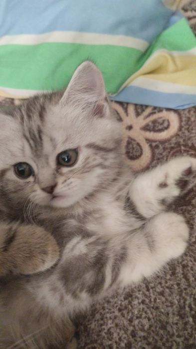 Британскиие котята