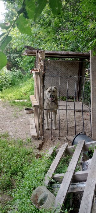 Ырғашы йт сатылады жасы 1 де