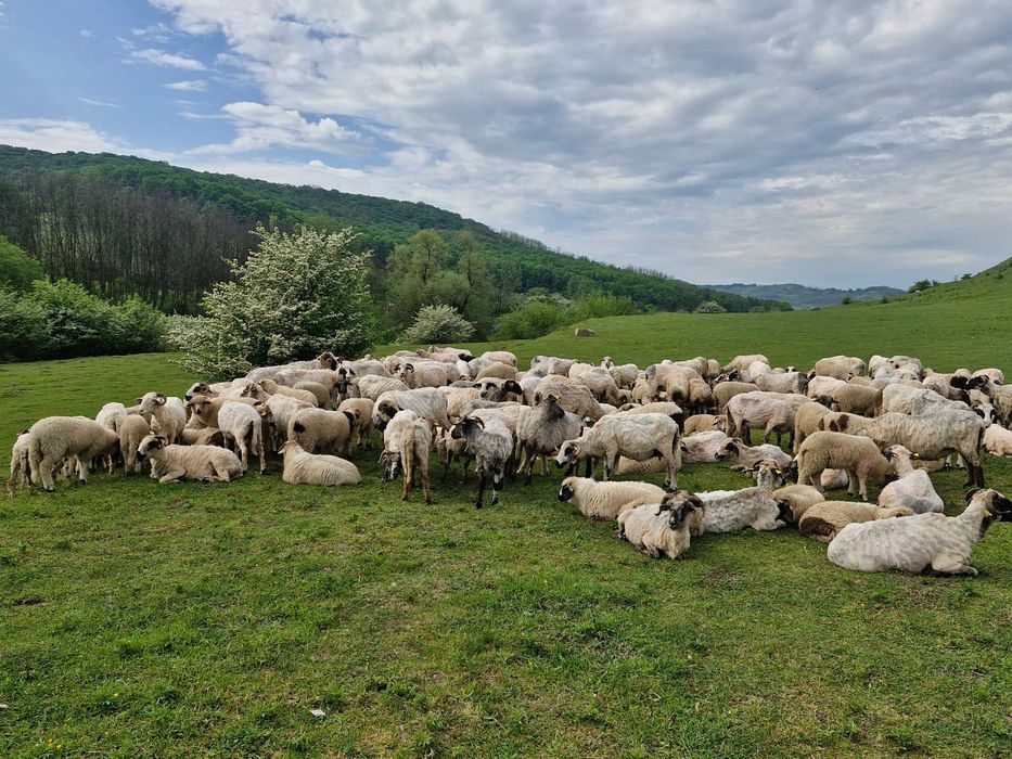 Oi cu miei de vanzare Mediaș