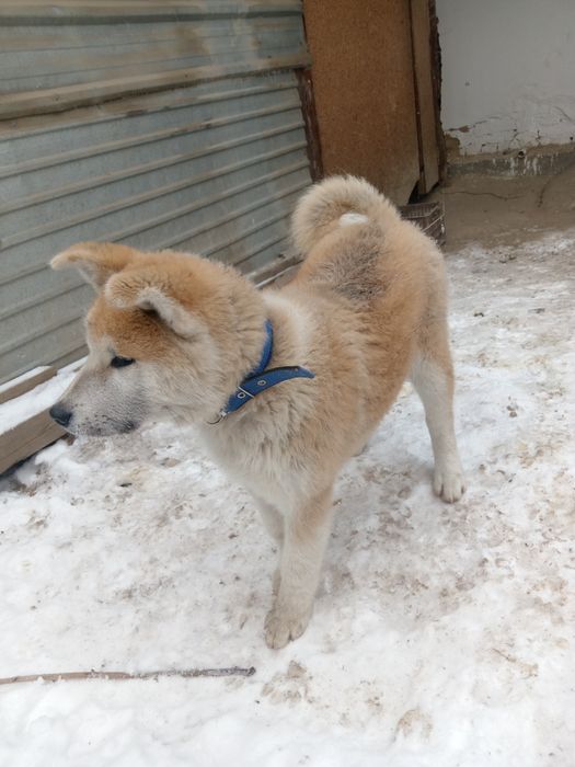 Шинок Акито акито