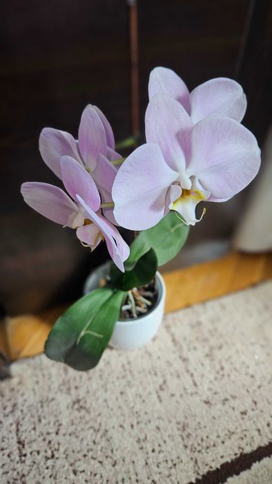 Продавам цветя от личната си колекция