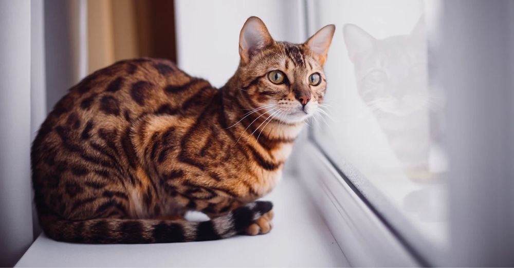 Бенгальский кошка