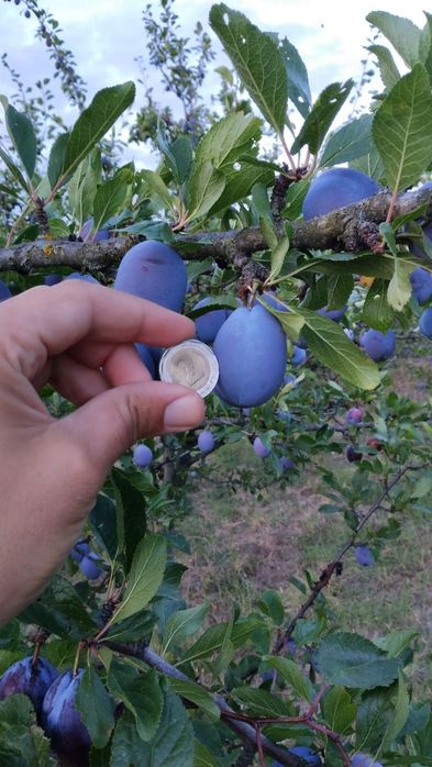 Продавам синя слива за ракия и компоти