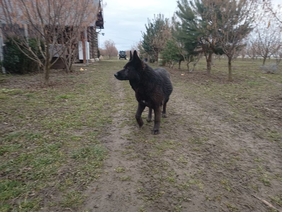 Donez cățea lup negru