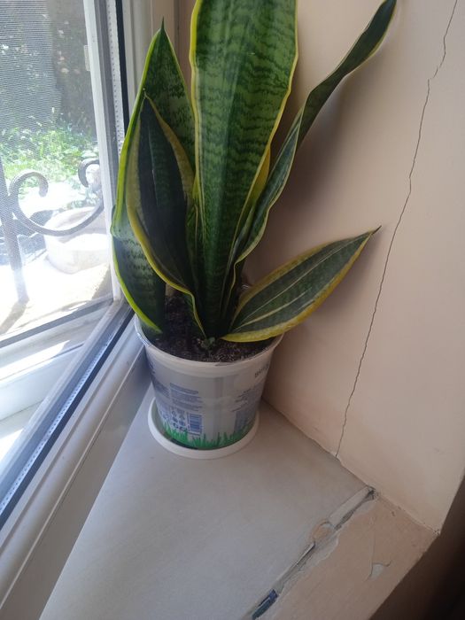 Комнатные и лечебные