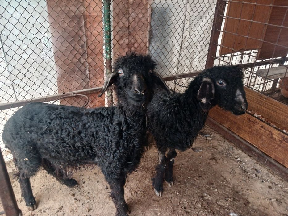 Токтылар сатлады.