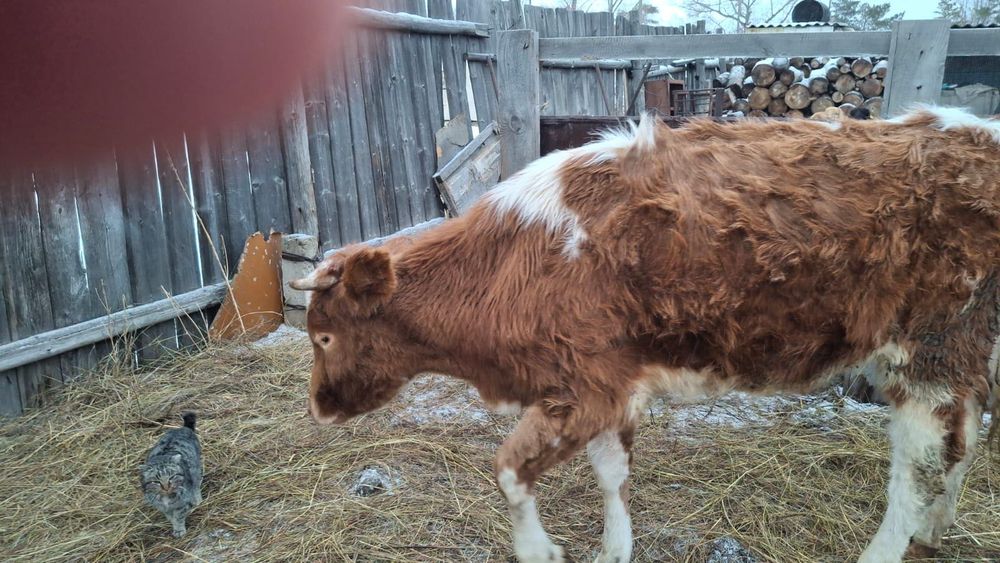 Телочка продается