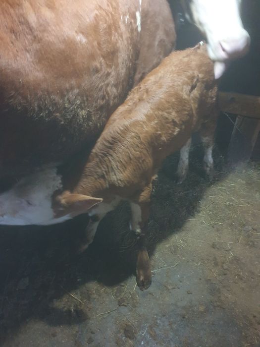 Vând vitea doua săptămâni, cu acte în regula , baltata romanesca
