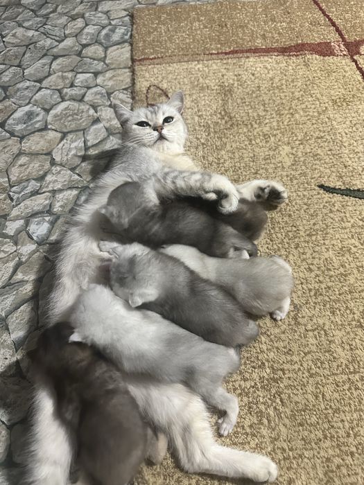 Porno rasmlar aqldan ozgan porno