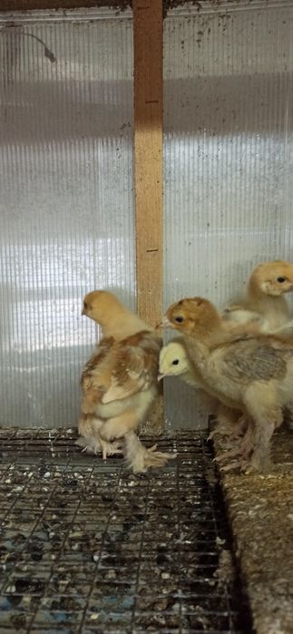 Цыплята домашние