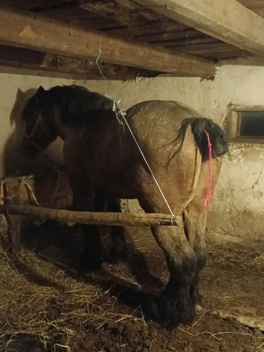 Vând mânz de 3 ani accept și unele schimburi