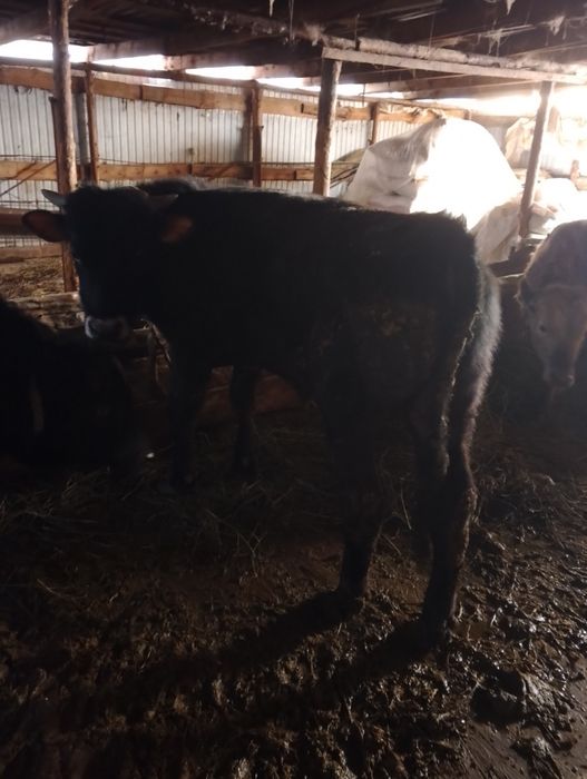 Продам двух быков