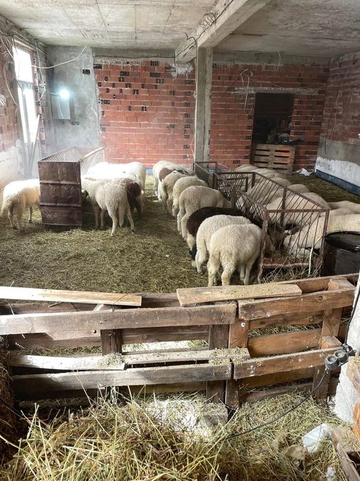 Агнета……………………..