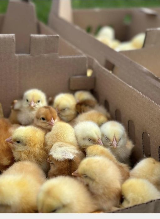 Puișori de o zi rasă mixta si alb de carne