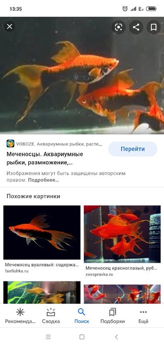 Продам мирных аквариумных рыб