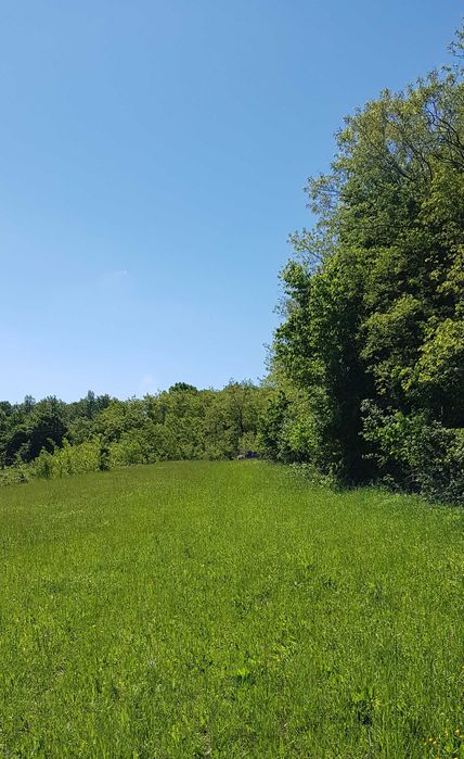 Miere albine BIO salcâm - tei - mur